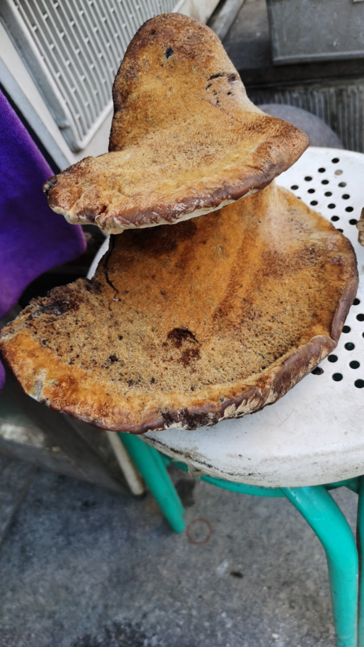 鈥滄柊鑳芥簮杞姇淇濋毦鈥濆鐮磋涔嬮亾